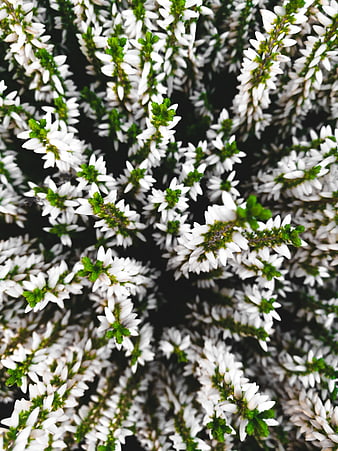 Close-up of white heather flowers with green leaves