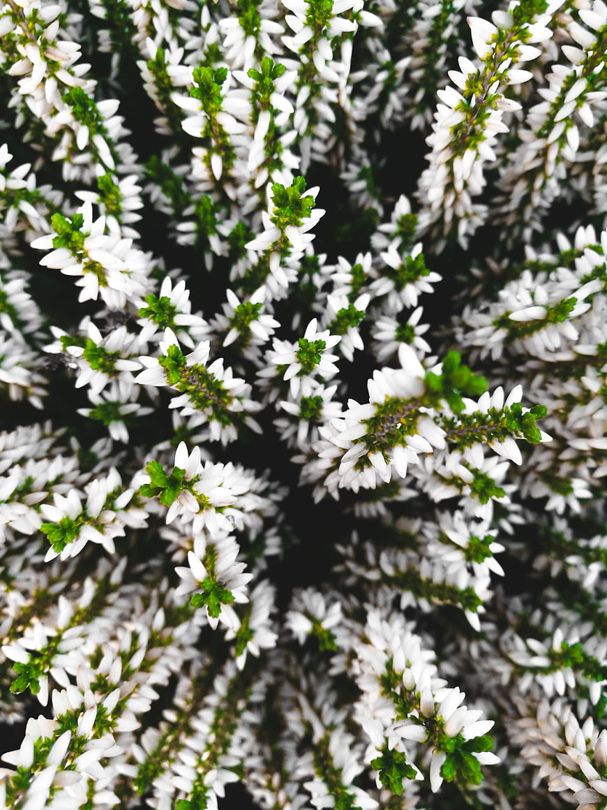 Close-up of white heather flowers with green leaves