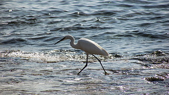 White Egret Wading in Shallow Ocean Water