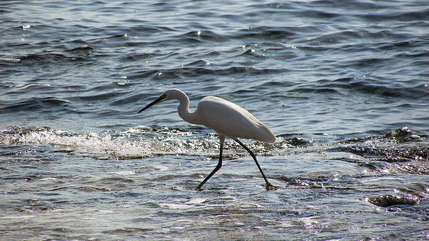 White Egret Wading in Shallow Ocean Water