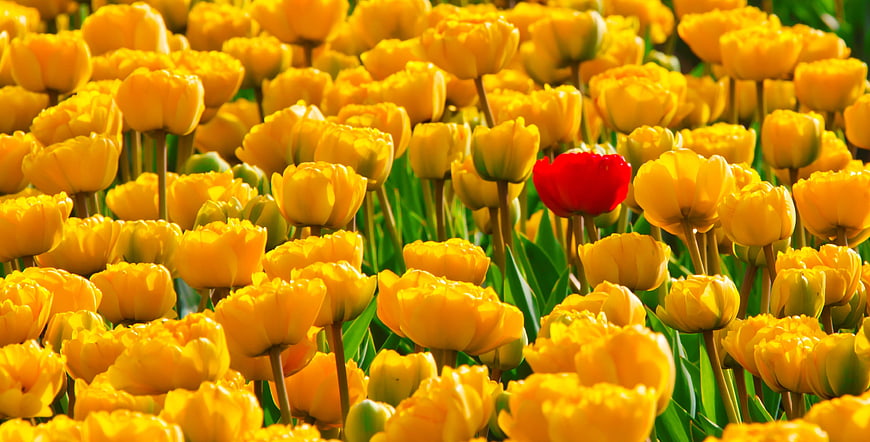 Single Red Tulip in Field of Yellow Tulips