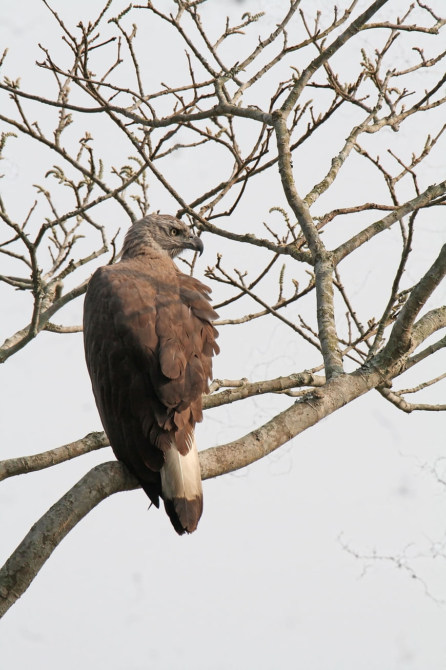 Grey-headed Fish Eagle Perched on Bare Tree Branch