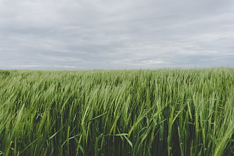 Lush Green Wheat Field Under Overcast Sky