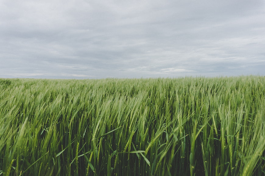 Lush Green Wheat Field Under Overcast Sky