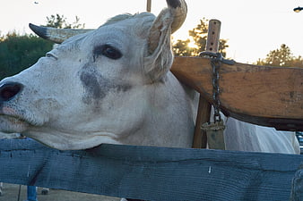 Close-up of white bull with wooden yoke at sunset