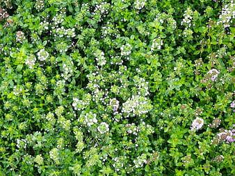 Top View of Blooming Thyme Herb Garden