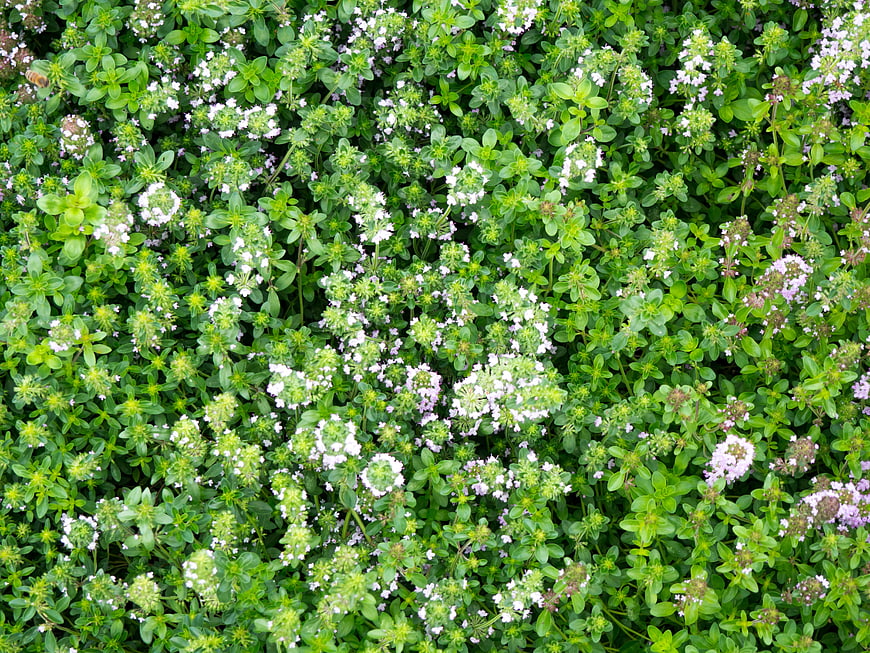 Top View of Blooming Thyme Herb Garden