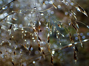 Close-up of wet grass seeds with water droplets and bokeh