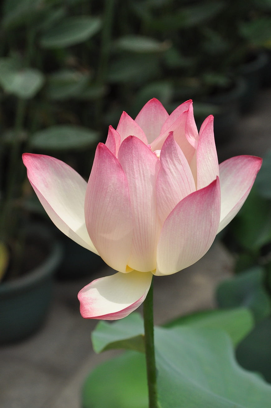 Pink Lotus Flower Closeup with Green Leaves