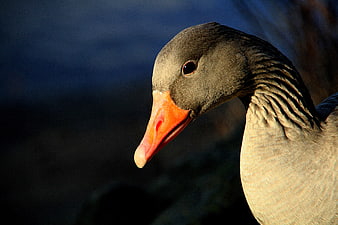 Close-up portrait of a greylag goose head with orange beak