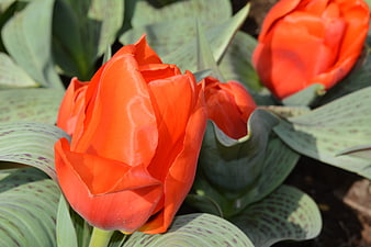 Vibrant Orange Tulip Close-Up with Green Leaves
