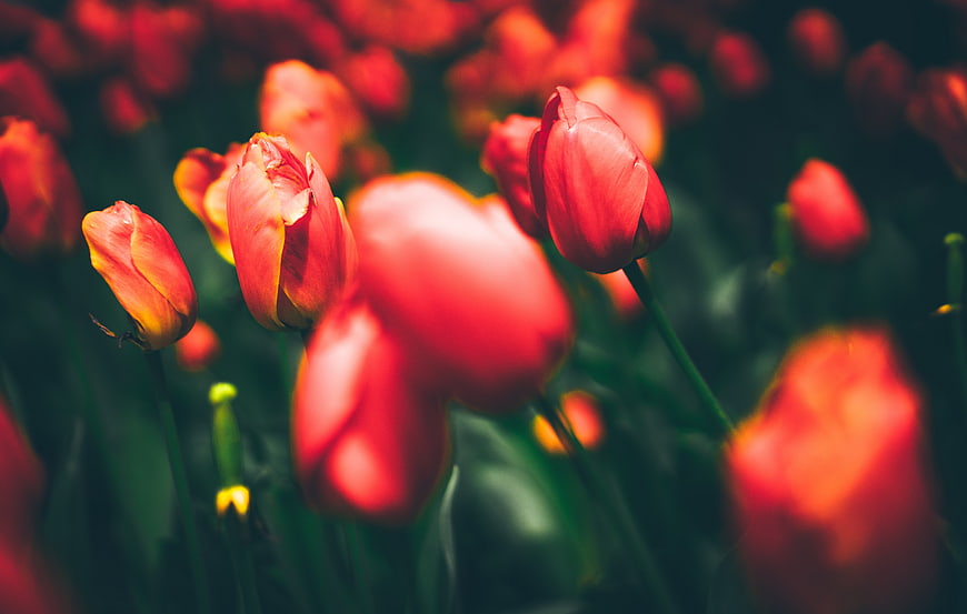 Vibrant Red Tulips in a Lush Garden with Bokeh Background