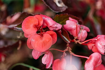 Close-up of vibrant pink and red begonia flowers