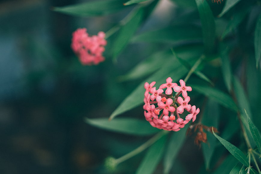 Close-up of pink Ixora flowers with green leaves