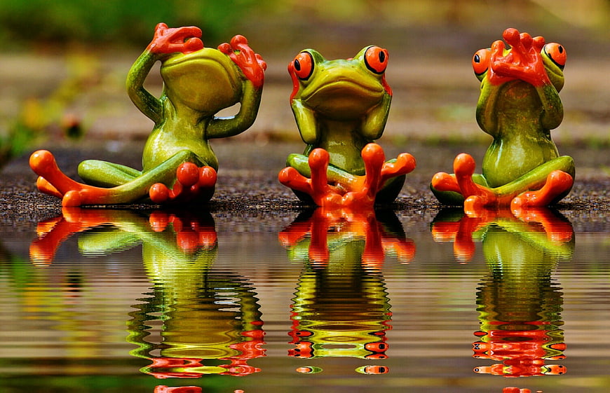 Three Green Tree Frogs in Water with Reflections