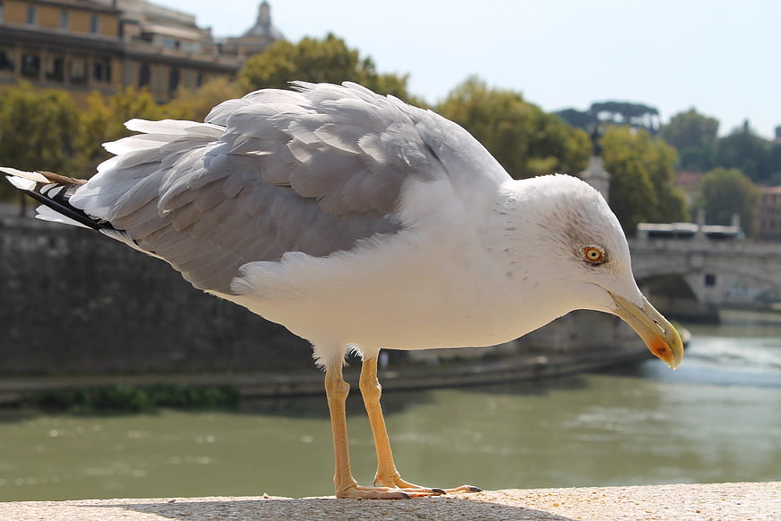 Seagull Standing on Stone Wall by River in Rome
