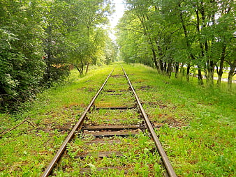 Overgrown railway tracks disappearing into a lush green forest