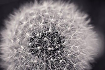 Macro Close-Up of White Dandelion Seeds on Dark Background