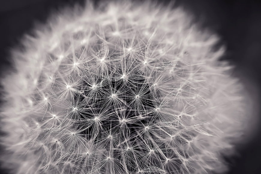 Macro Close-Up of White Dandelion Seeds on Dark Background