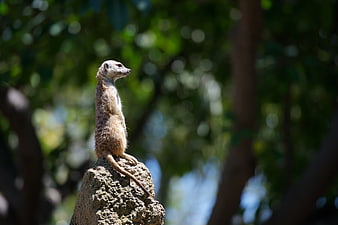 Meerkat Standing Alert on Rock in Natural Habitat