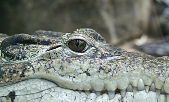 Close-up of Crocodile Eye and Snout Texture
