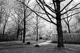 Black and white winter park path with bare trees