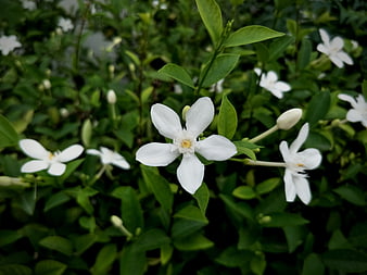 Close-up of white star jasmine flowers on green bush