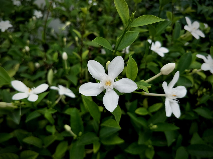 Close-up of white star jasmine flowers on green bush