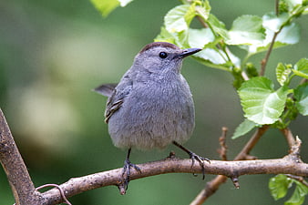 Gray Catbird perched on a branch with green leaves