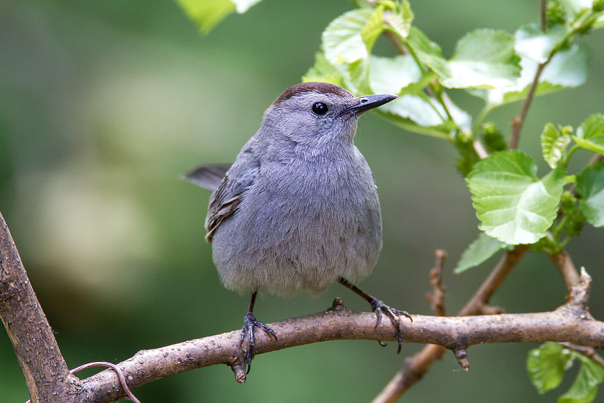 Gray Catbird perched on a branch with green leaves