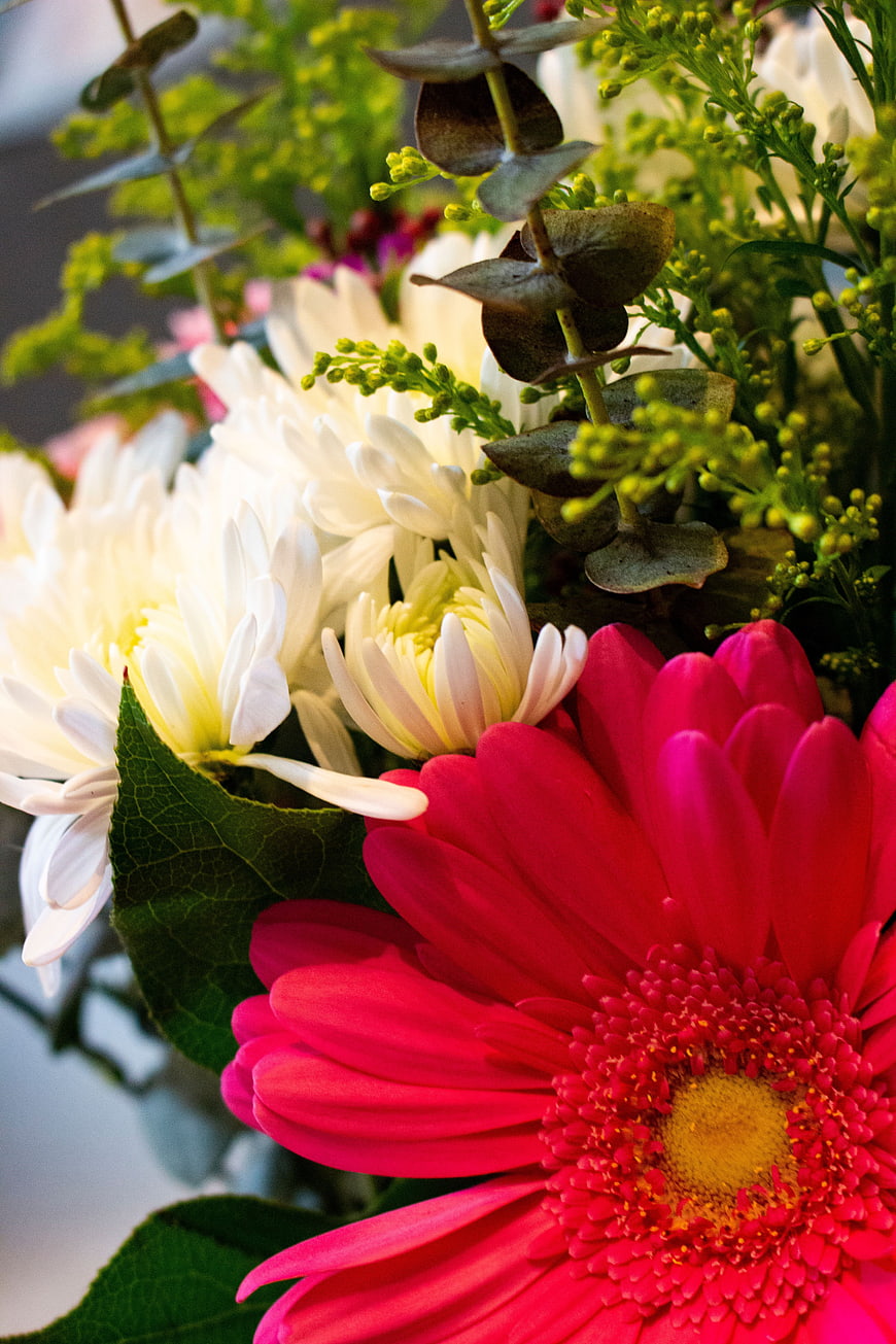 Vibrant Pink Gerbera Daisy and White Chrysanthemum Close-Up