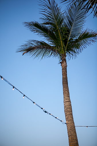 Tall Palm Tree with String Lights Against Blue Sky