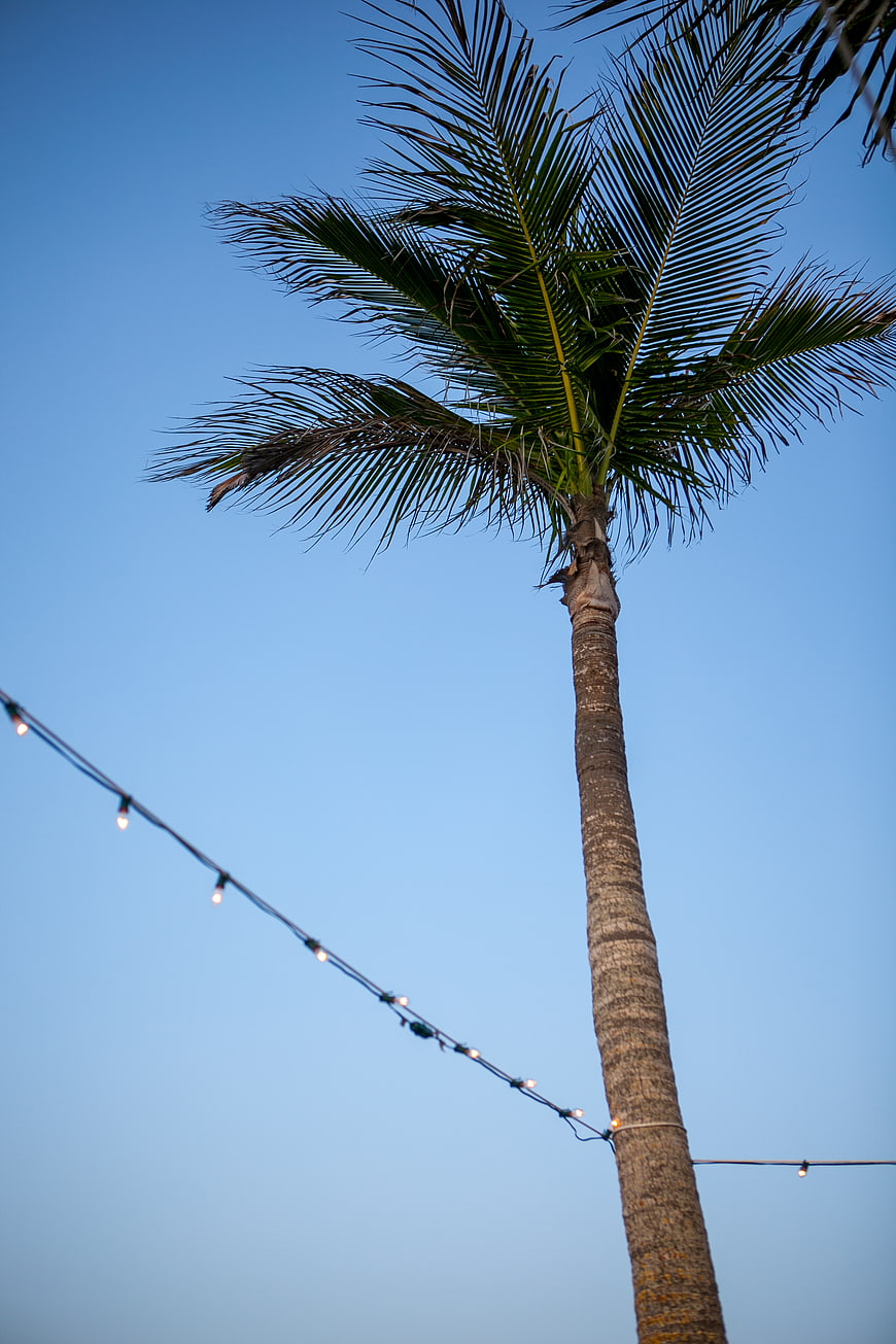 Tall Palm Tree with String Lights Against Blue Sky