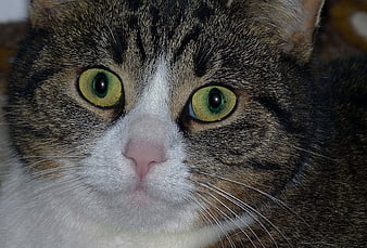 Close-up portrait of a tabby and white cat with green eyes
