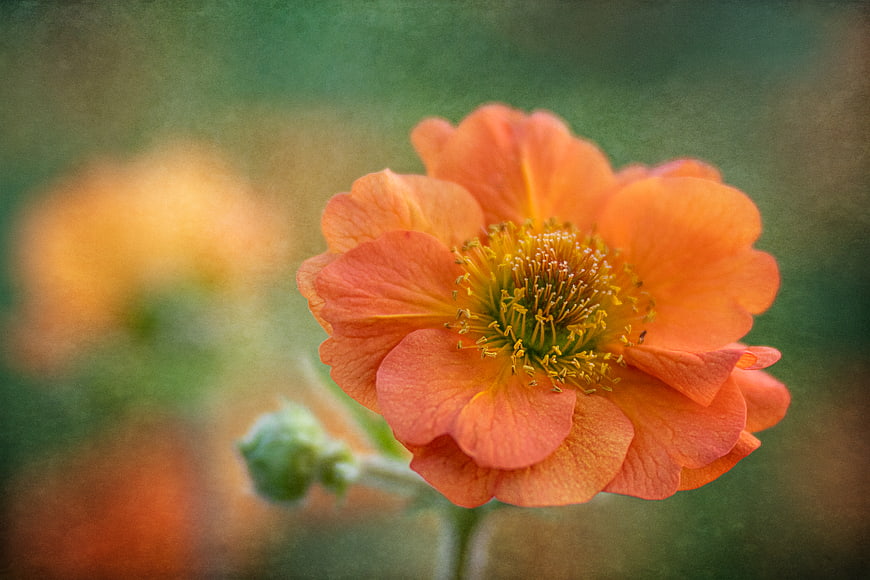 Close-up of vibrant orange flower with soft vintage texture