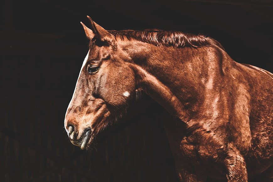 Dramatic Portrait of a Brown Horse Head and Neck