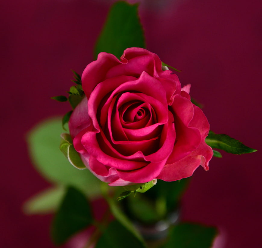 Vibrant Pink Rose Close-Up on Deep Red Background