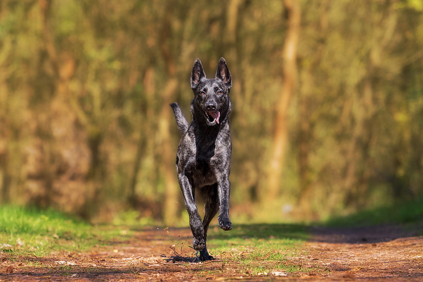 Happy Black Dog Running on Forest Path