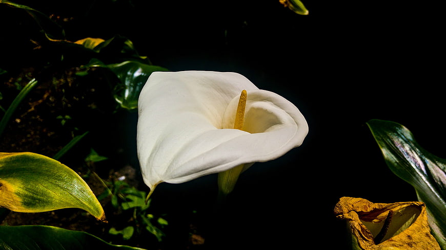 White Calla Lily Flower Against Dark Background