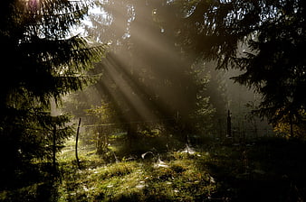 Misty forest with sunbeams and spiderwebs