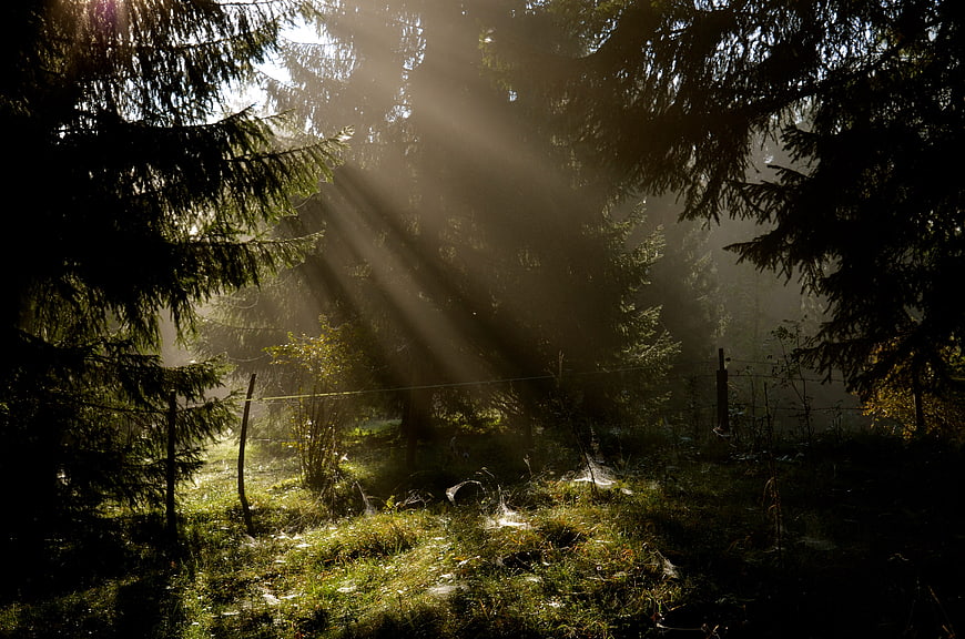 Misty forest with sunbeams and spiderwebs