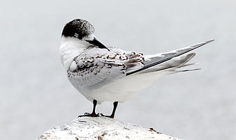 Arctic Tern Standing on Rock with Snowy Background