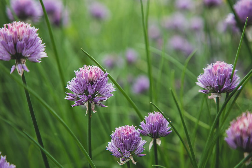Purple Chive Blossoms in Green Garden Field
