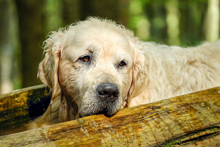 Senior Golden Retriever Relaxing in Wooden Tub