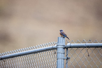 Western Bluebird Perched on Chain Link Fence Post