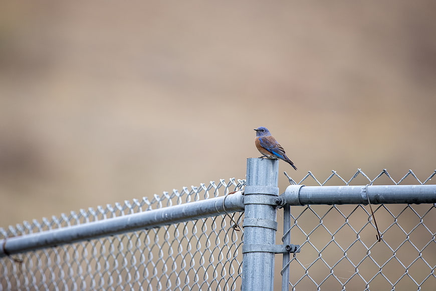 Western Bluebird Perched on Chain Link Fence Post