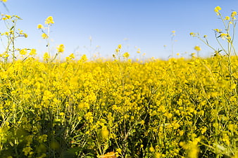 Vibrant Yellow Rapeseed Flower Field Under Blue Sky