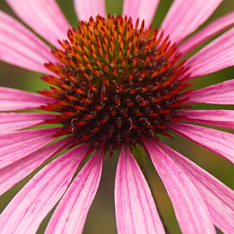 Close-up of a pink coneflower with detailed center