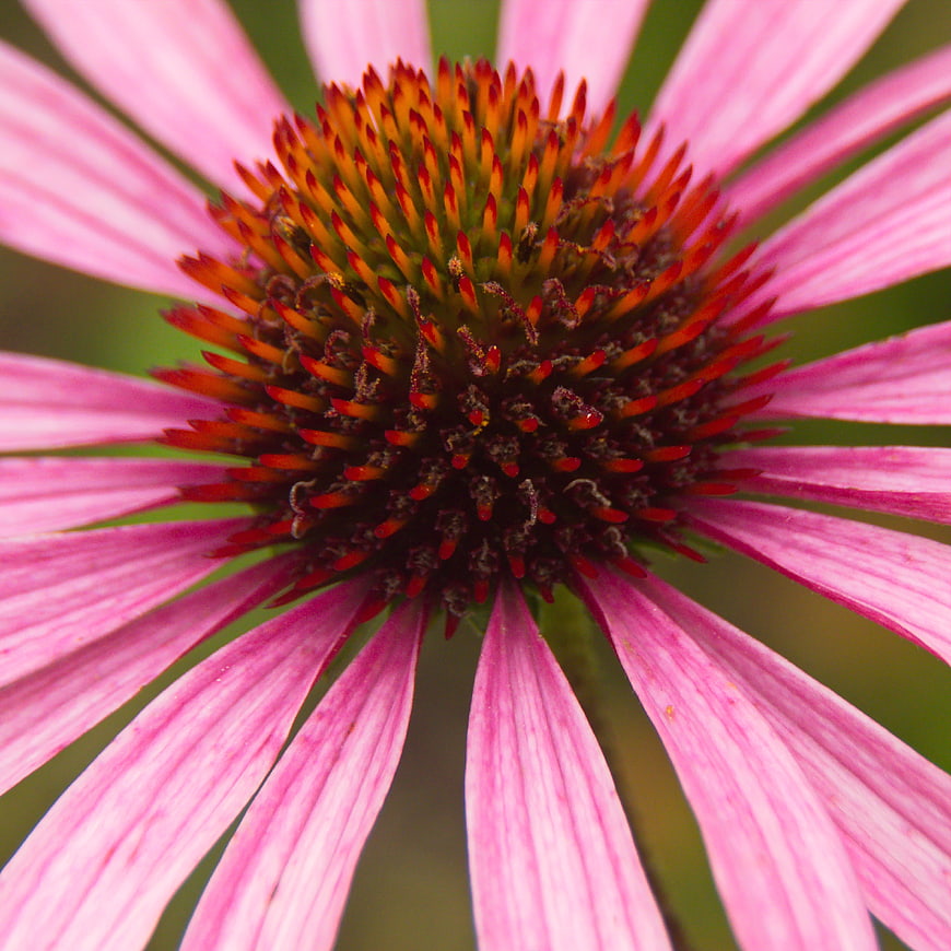 Close-up of a pink coneflower with detailed center