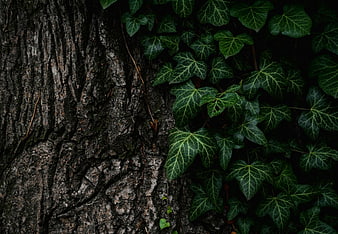 Dark Ivy Leaves Climbing Rough Tree Bark Texture